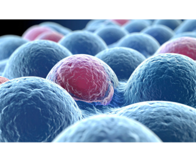 Étude Ghjuliana Ballo