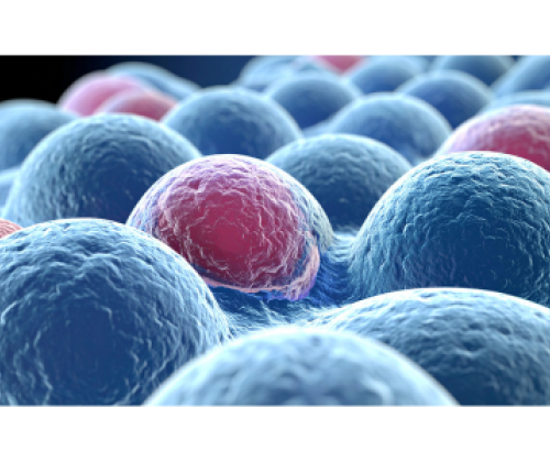 Étude Ghjuliana Ballo