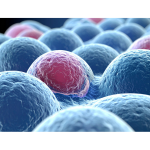 Étude Ghjuliana Ballo